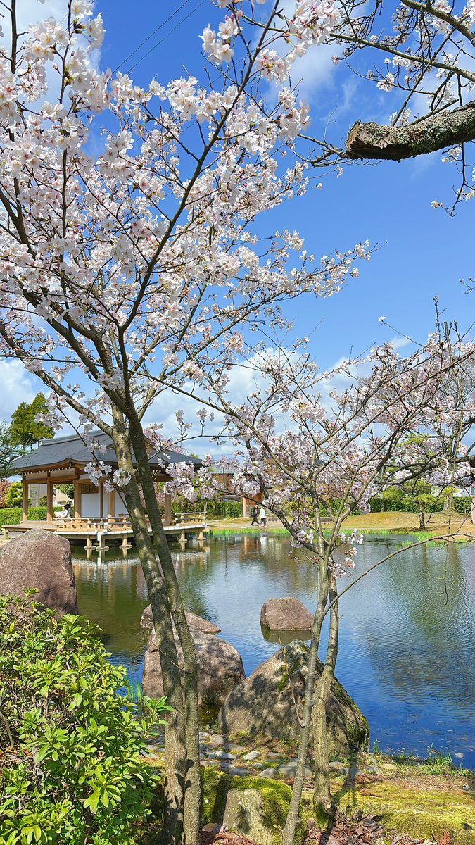 info_murasaki's tweet photo. #紫式部公園 園内の
ソメイヨシノも満開です🌸🌸🌸

紫式部像の黄金✨
桜の淡いピンク🌸
青い空🏞️の組み合わせは
毎年心がウキウキします https://t.co/gqblm9D5IM