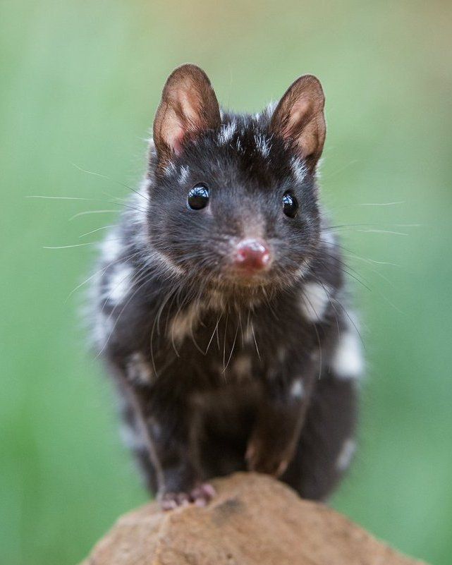 Instytut Stworków, Potworków i Przytulasków tweet media