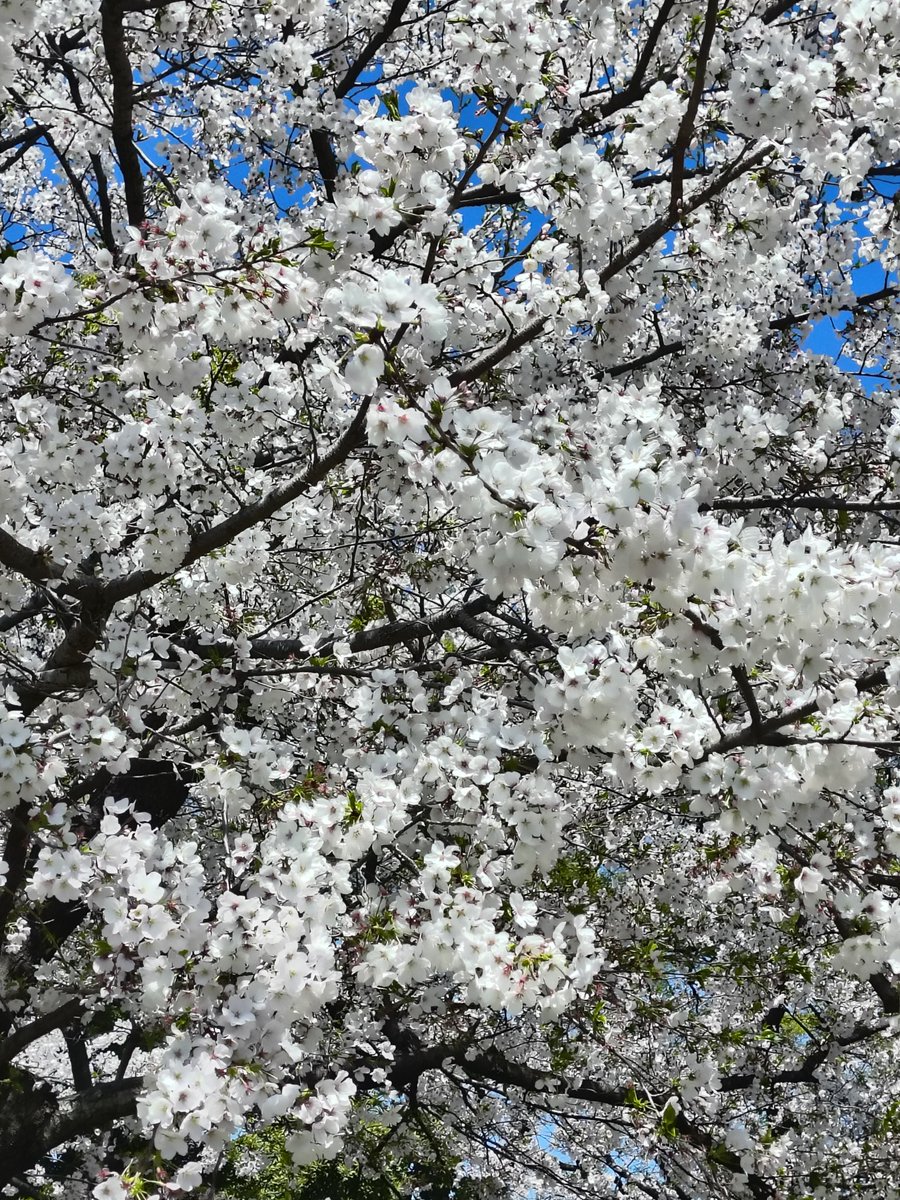 亂中有序。 tweet media