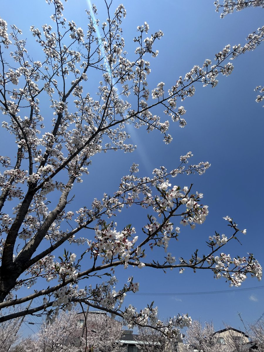 カガリ tweet media