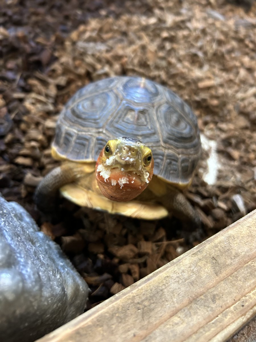 足立区生物園 tweet media