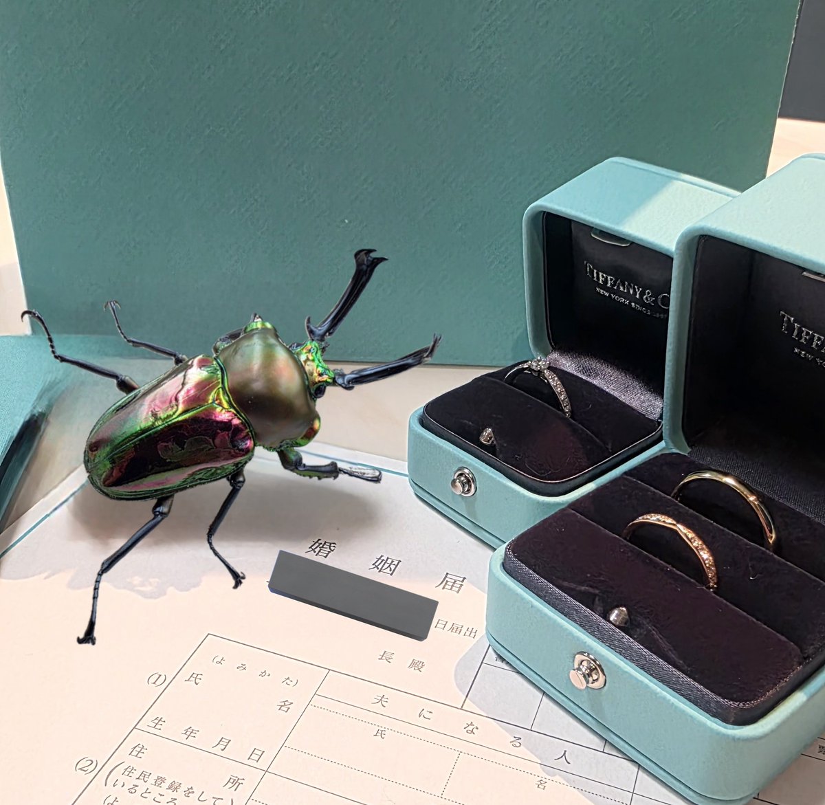 クワカブの部屋 tweet media