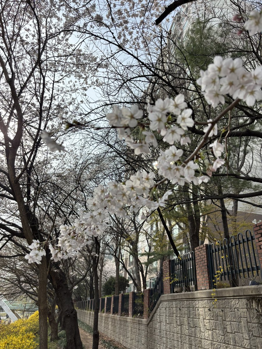 hjoony71's tweet photo. 1분기 마무리. 부활절 맞이 잠시 릴렉스. 명동성당 들려서 리츄얼 하고 프랑스 대통령 방문 준비로 바쁜 동네 지나서 맛난 점심. 이런 생활을 즐길수 있다 는것에 감사.  주식은 메죤 수익 반토막이지만 편하게 기다릴수 있음.  삼전을 오늘 다시 단타 칠수 있었는데 긴가민가 하다가 좀 아쉽. https://t.co/CuOhkgorA4