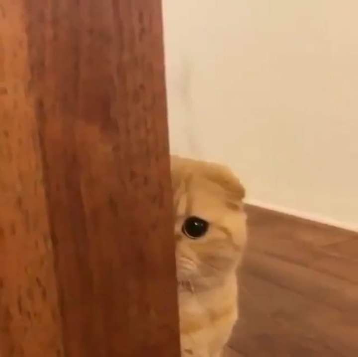 ✧｡세아✧*💎｡✧｡ tweet media