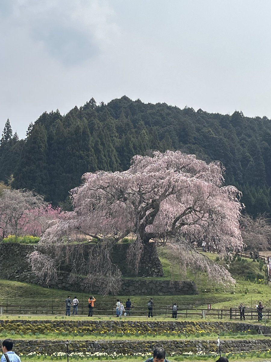 抹茶色のこびん tweet media