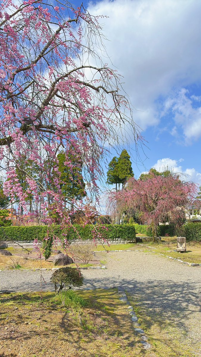 info_murasaki's tweet photo. #紫式部公園 園内のソメイヨシノは
土日までに見頃を終えてしまいそう…？💦

ですが、園内のしだれ桜は
まだまだ蕾が多い様子でした👀

土日ごろにちょうど見頃を迎えるかも？🙏 https://t.co/8hv1hSivlu