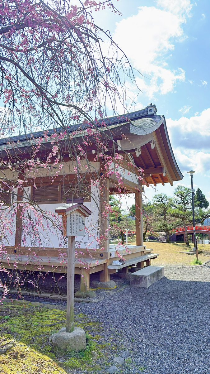 info_murasaki's tweet photo. #紫式部公園 園内のソメイヨシノは
土日までに見頃を終えてしまいそう…？💦

ですが、園内のしだれ桜は
まだまだ蕾が多い様子でした👀

土日ごろにちょうど見頃を迎えるかも？🙏 https://t.co/8hv1hSivlu
