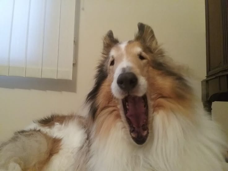 Αℓєχ G σƒ ѕнє∂тωт ✮⋆˙🐾 tweet media