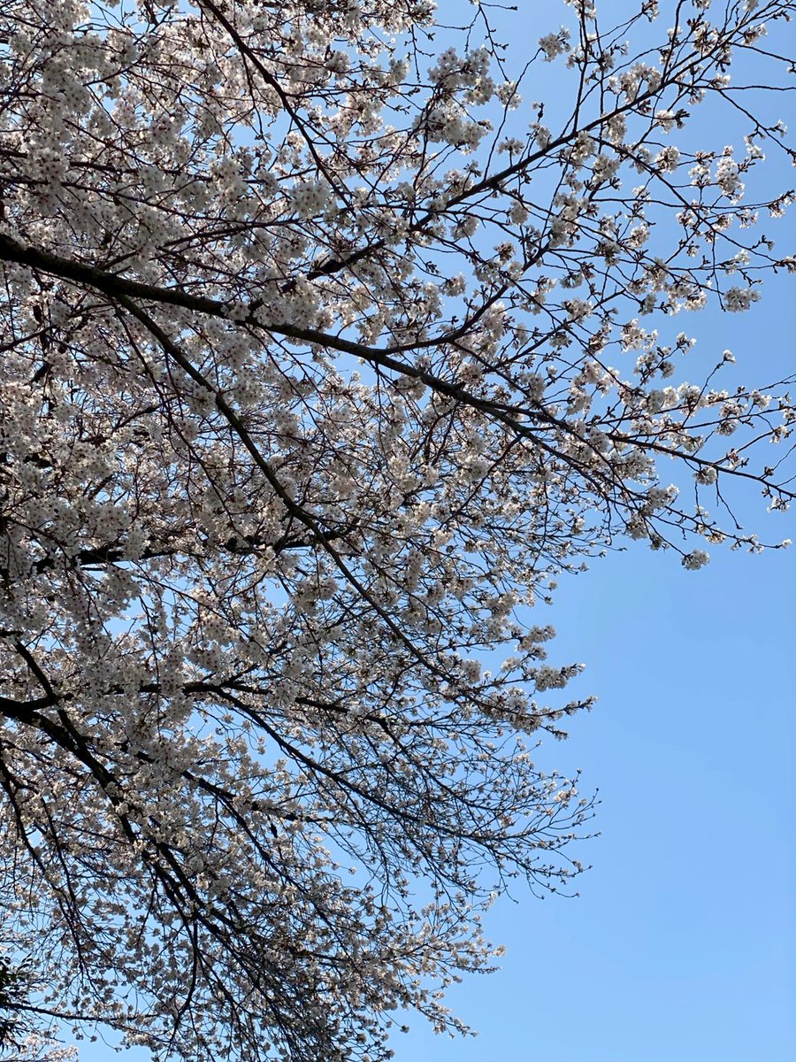 Ukulele Switch Trio - ウクレレスイッチトリオ tweet media