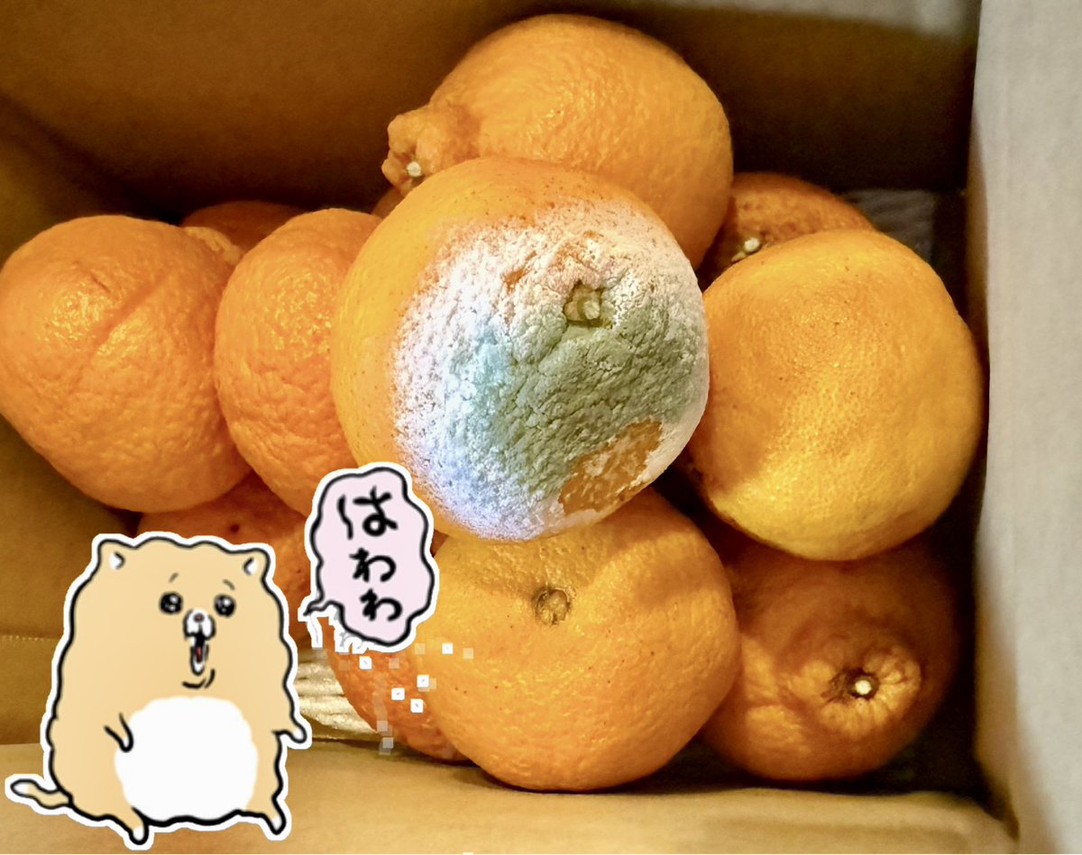 ✟ディム✟ tweet media