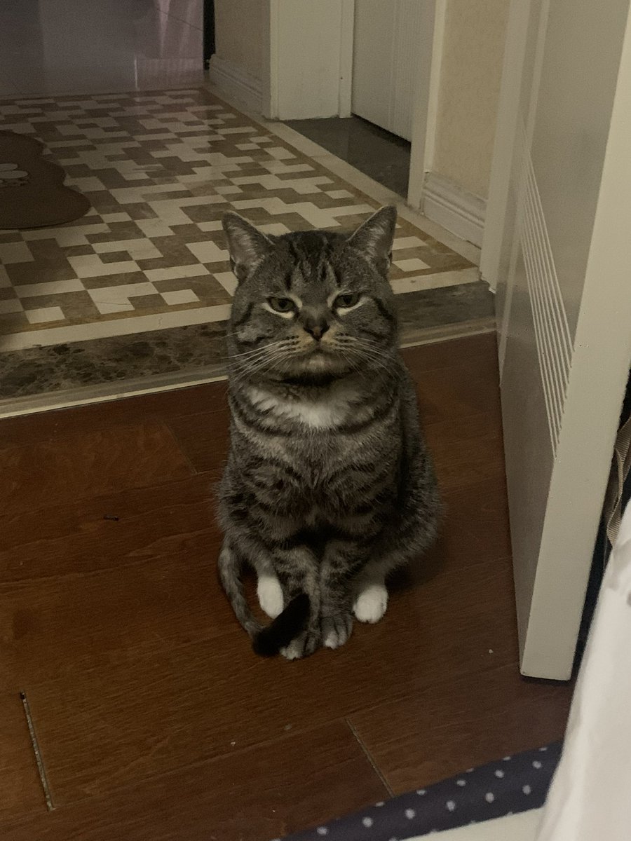 FreeTop_1's tweet photo. 男猫 观赏期极低的一种生物… https://t.co/slT6hnqpzY
