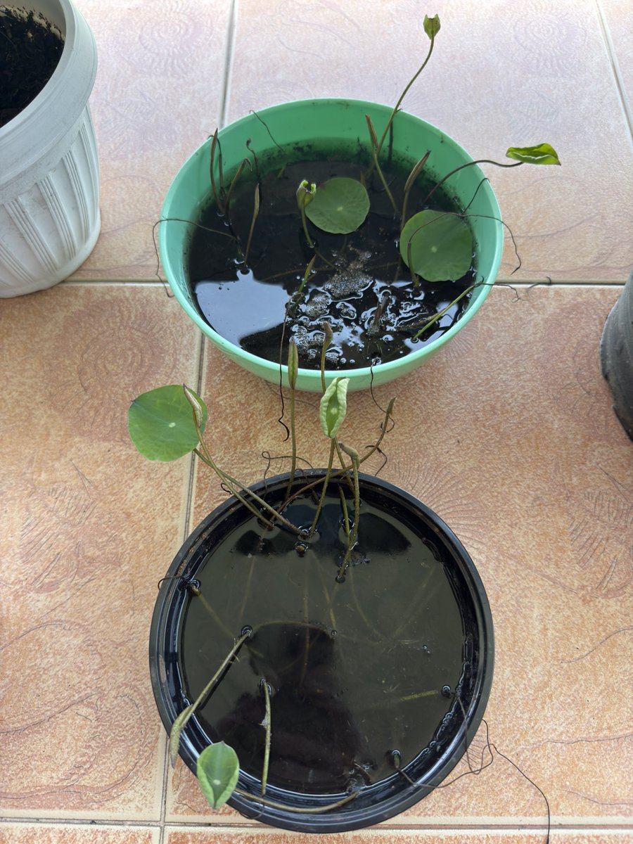 Anastasia Starzeva tweet media