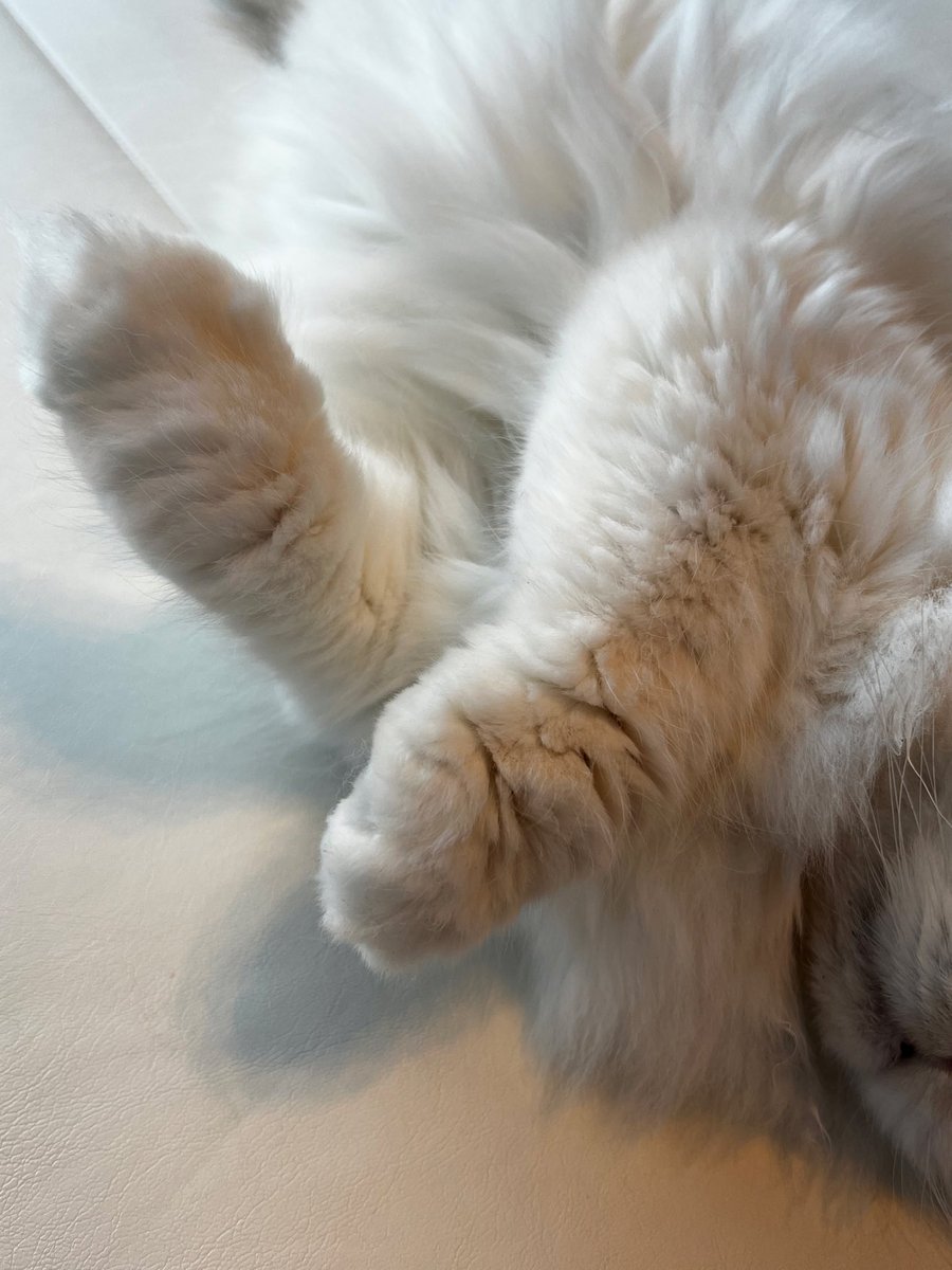 ころ山こころ tweet media