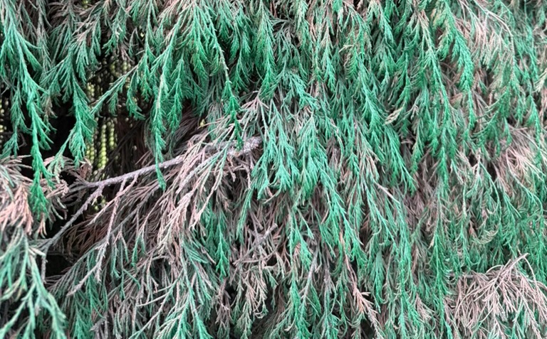 scalae ed tweet media