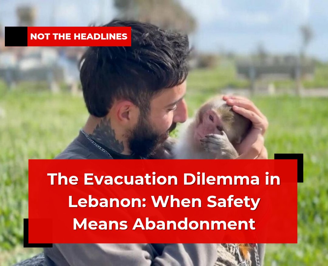 nthdaily's tweet photo. As evacuation orders swept through southern Lebanon amid intensified Israeli airstrikes, most residents of Tyre fled. Hussein Mezayyel did not.

The reason: his pet monkey, Sandra.

#sandra #lebanon #israel #pet https://t.co/e3SJdbn2tu