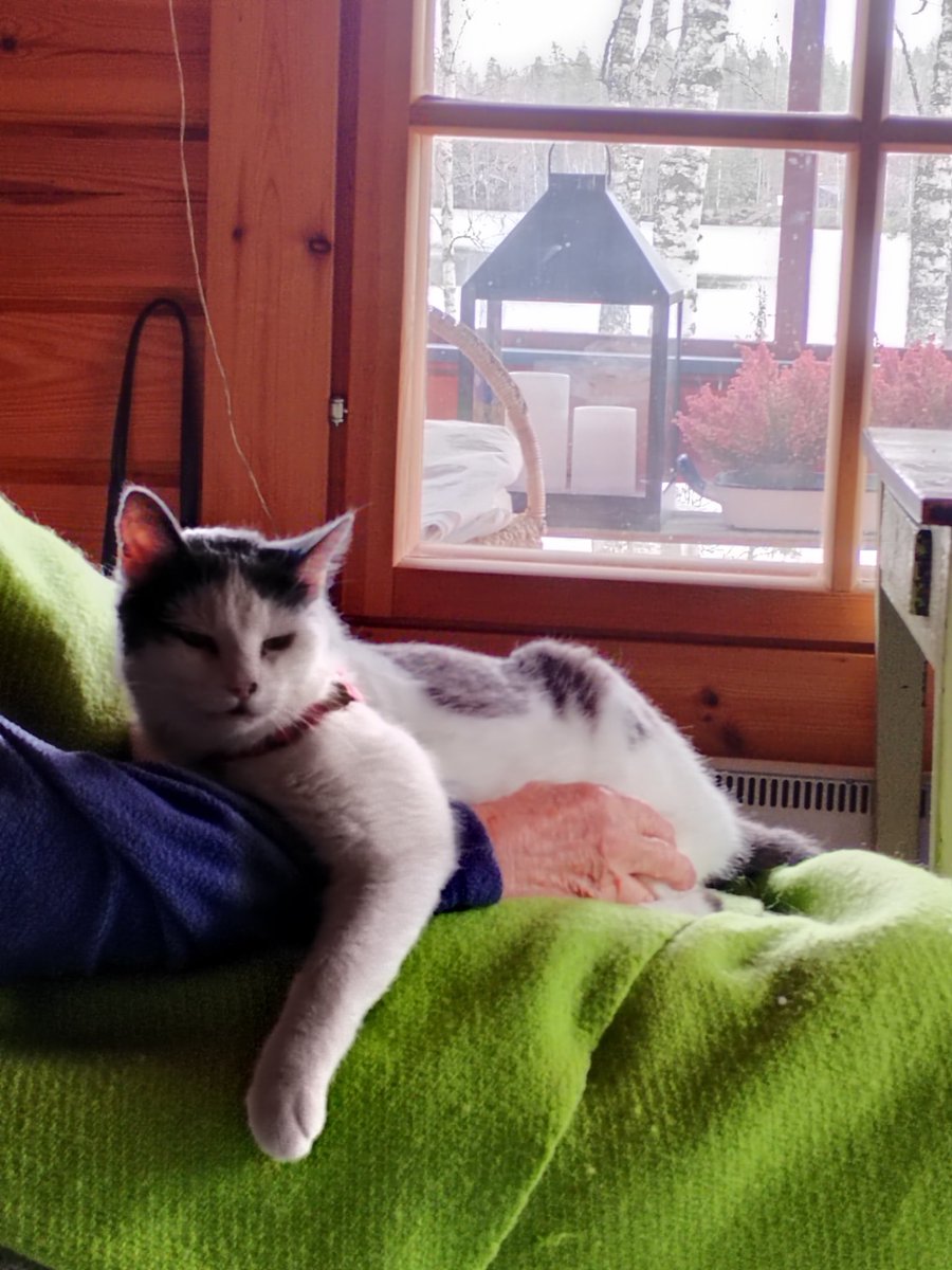 ElseKruskopf's tweet image. Hyvää huomenta ja leppoisaa kiirastorstaita. Jalo ottaa rennosti❤️🐱Heinolaan retki🌷 #Finland #Jaala #cottage #StandWithUkraine️ 💛💙🇺🇦