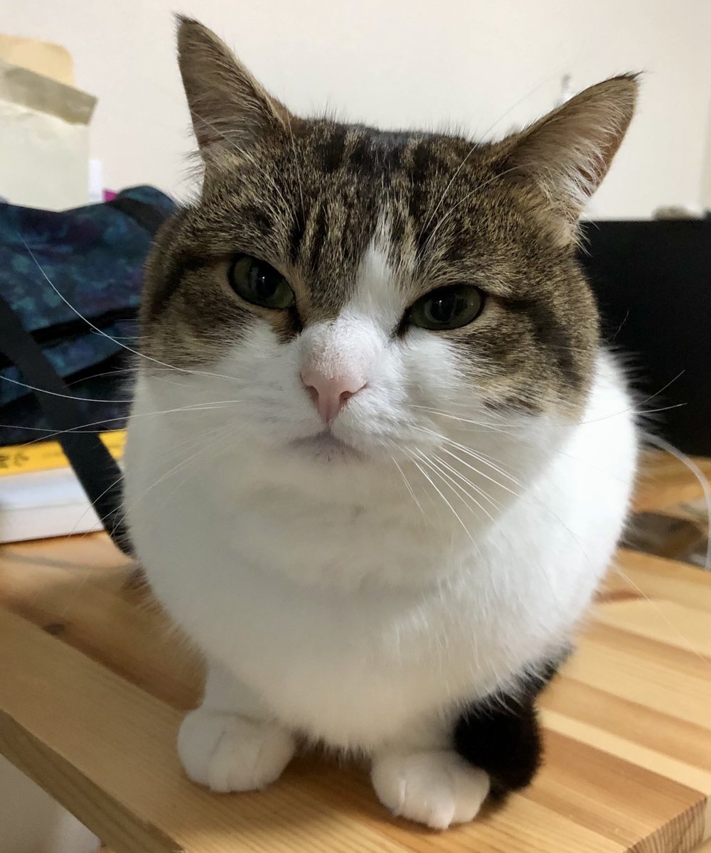 ニコちゃんとこたろう先生とトロとわさび姐さん tweet media