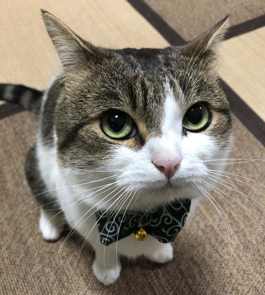 ニコちゃんとこたろう先生とトロとわさび姐さん tweet media