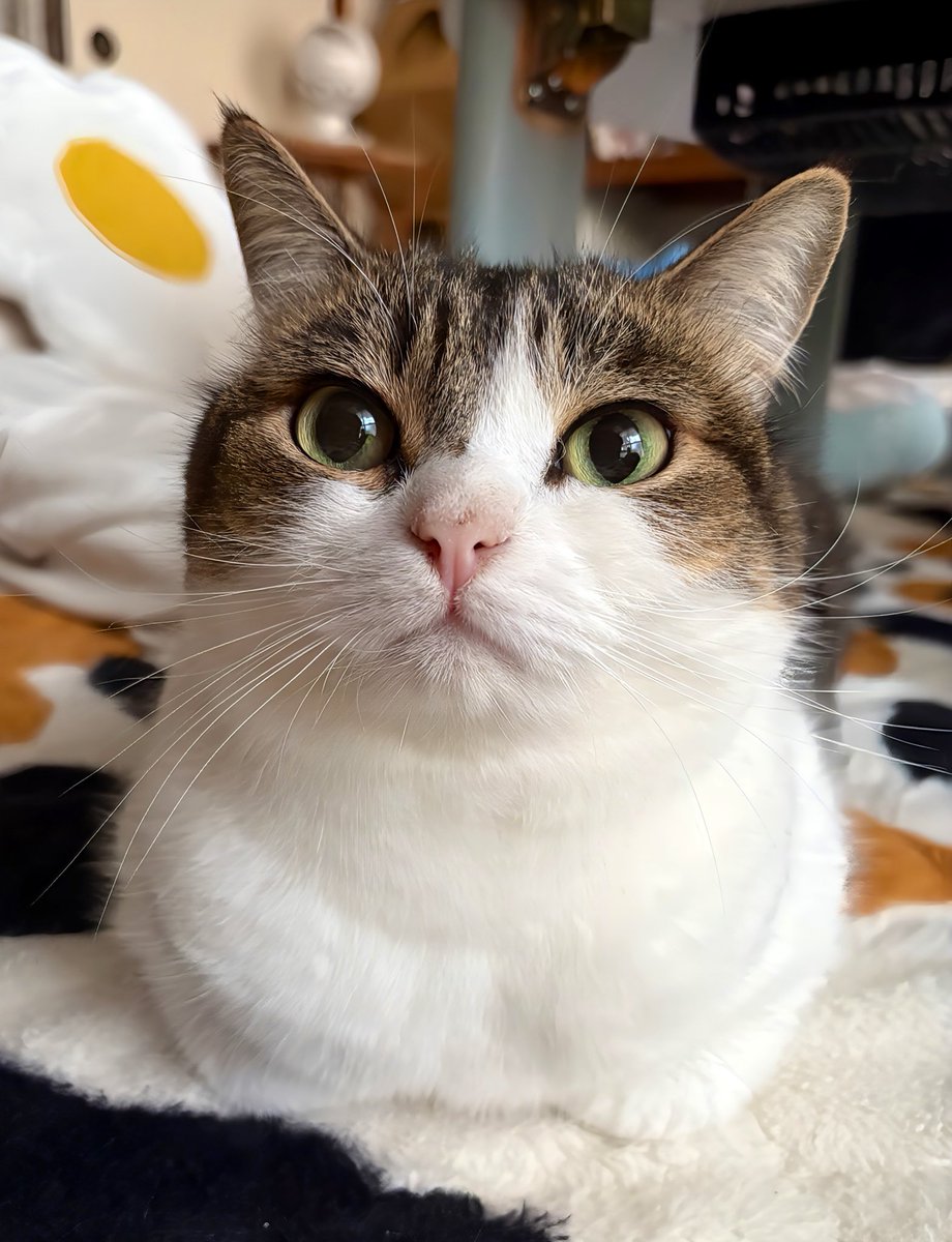 ニコちゃんとこたろう先生とトロとわさび姐さん tweet media