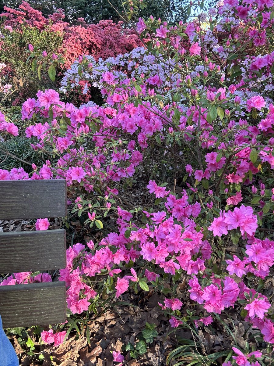 robertmccullum_'s tweet photo. @lunarfq Here’s some beauties from the other day, hold your head up and heart full of love. https://t.co/RuE7ePUfeK