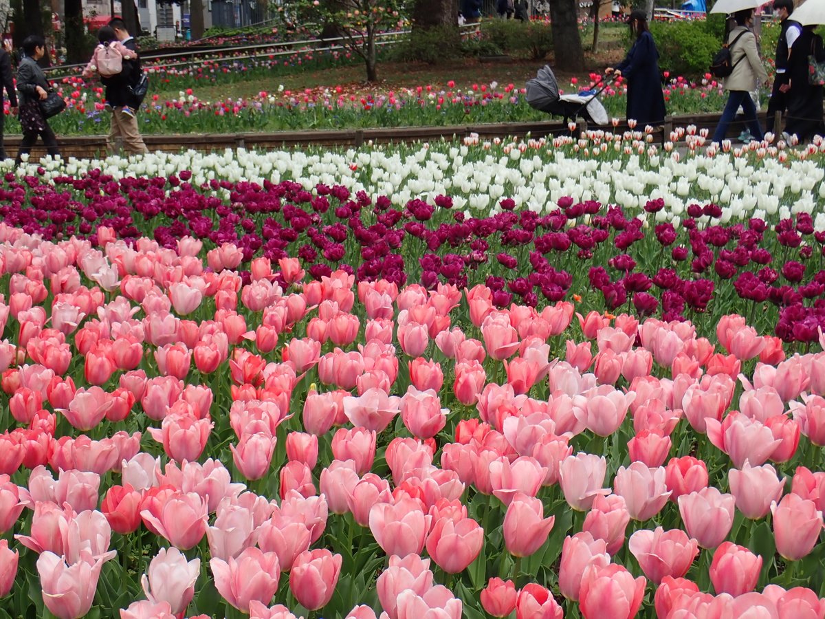 ガーデンネックレス横浜公式 tweet media