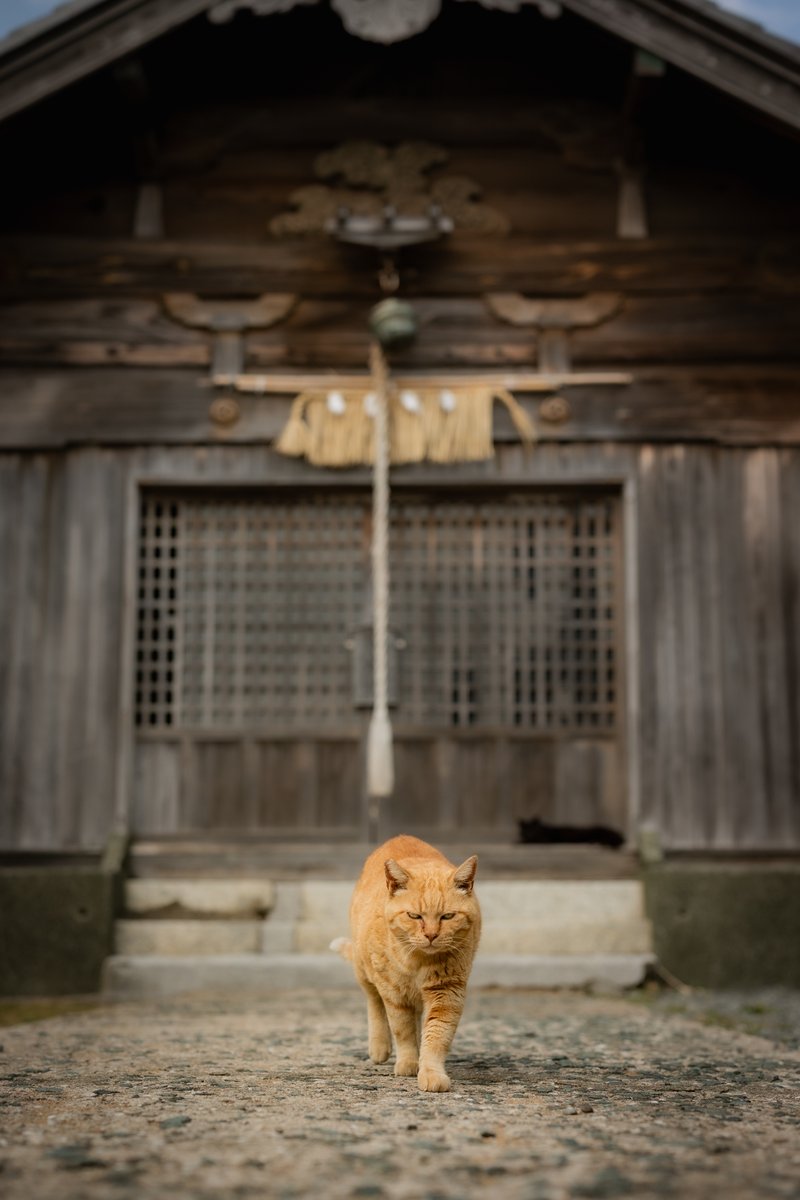 ふーてんの猫🐆 tweet media