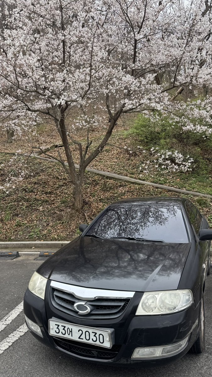NepesMg's tweet photo. #cherryblossom https://t.co/YDEy257HNJ