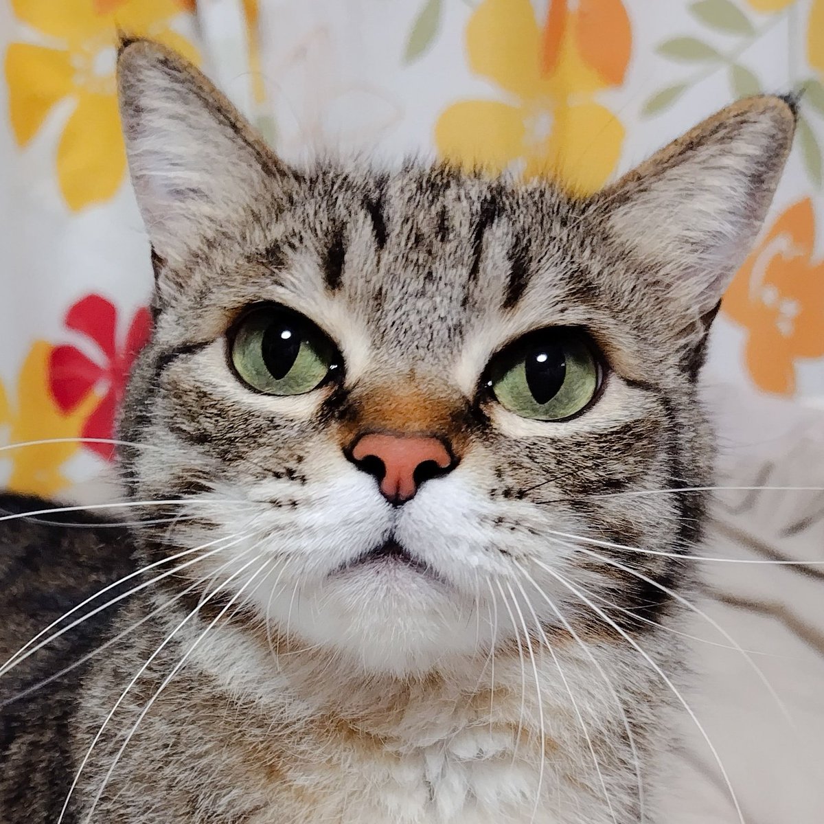 ゴロー🐾 tweet media