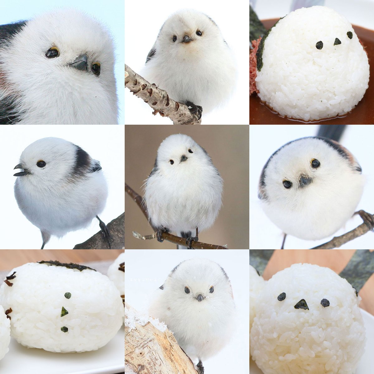 ぼく、シマエナガ。 tweet media