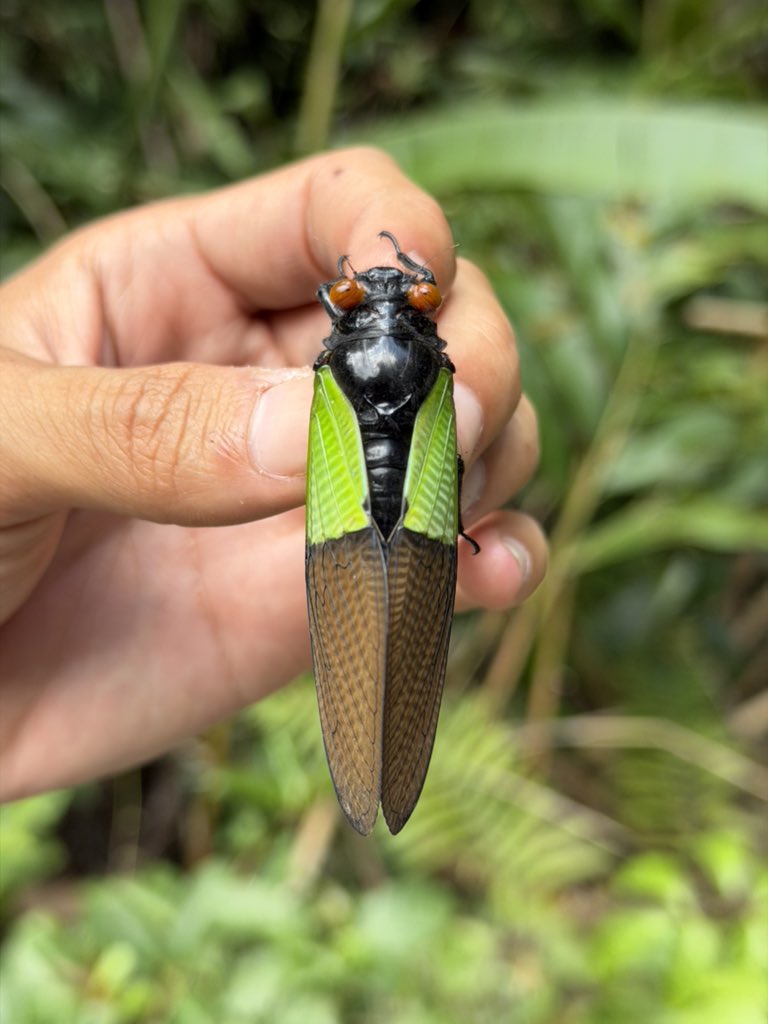 なべっちょ🦀 tweet media