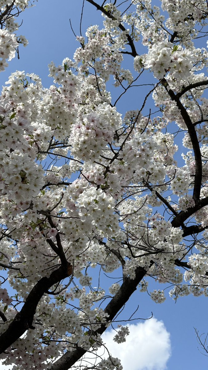yane_0106's tweet photo. 今年はお花見行けたーー🌸 https://t.co/FzFavatD6v