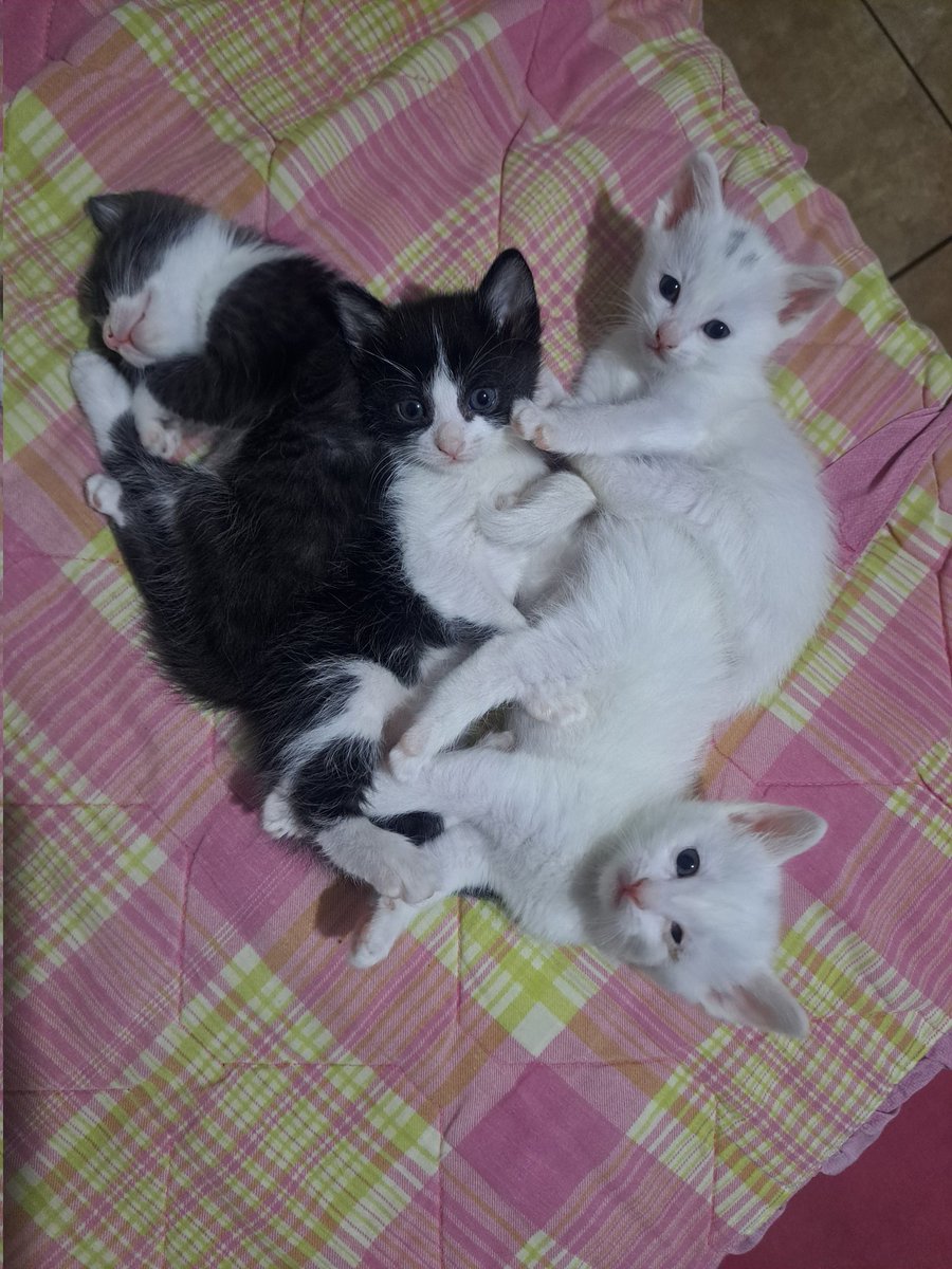 sle☆ping powder tweet media