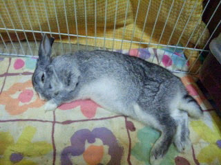 今日は桃ﾁｬﾝの命日です。
９歳と６ヶ月幸せいっぱいでした。めっちゃ甘えん坊で可愛子ﾁｬﾝでした❤️
#お月様組