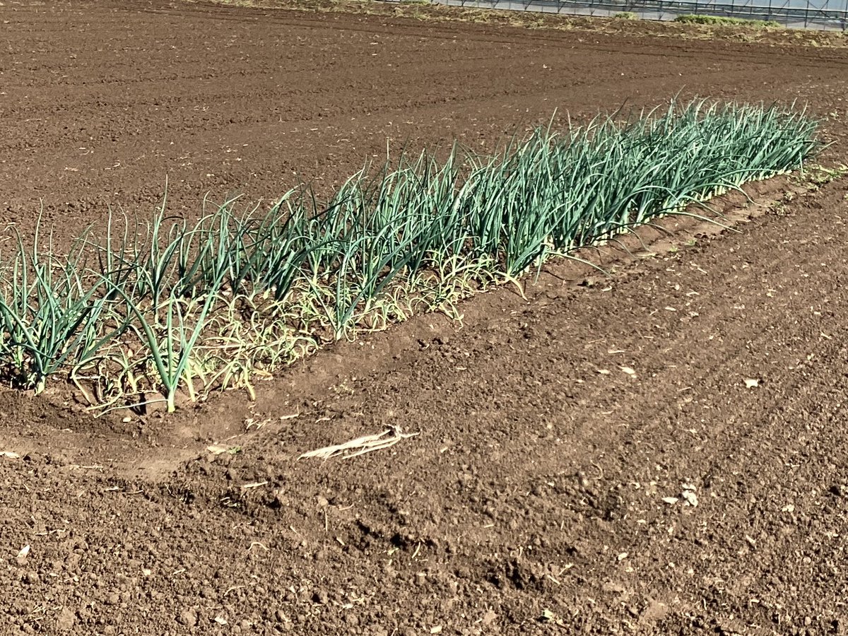 七色団子 tweet media