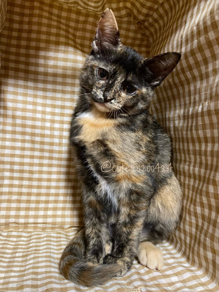 きゅーちゃん成長日記 tweet media