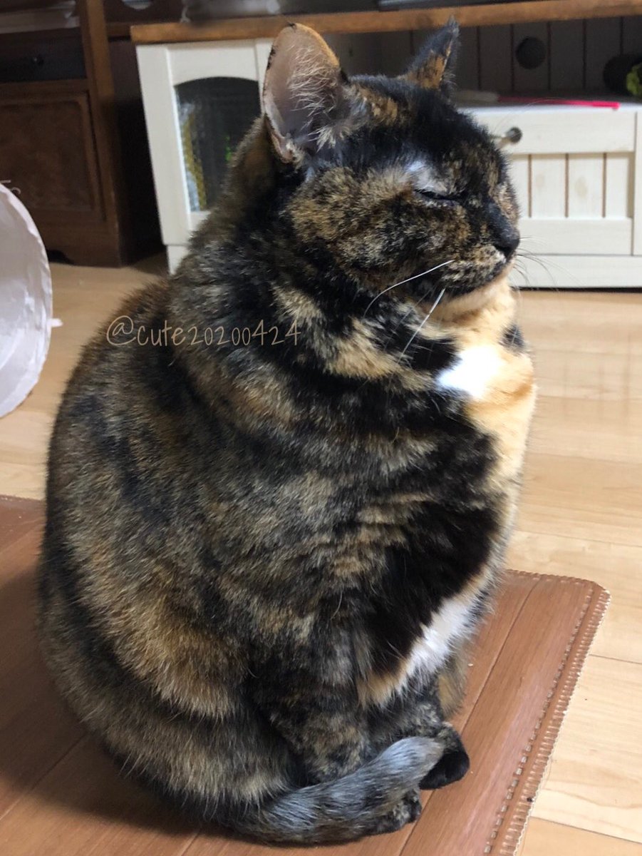 きゅーちゃん成長日記 tweet media