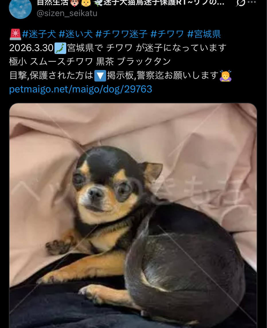 レア リリパットレーン 迷子の子犬 【公式通販】