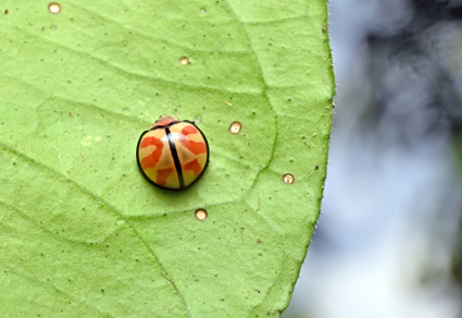 Chinese researchers have discovered and named one new insect genus and ...