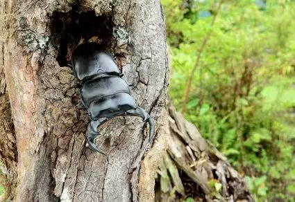 Chenga Insect Chinese researchers have discovered and named one new insect genus and ...