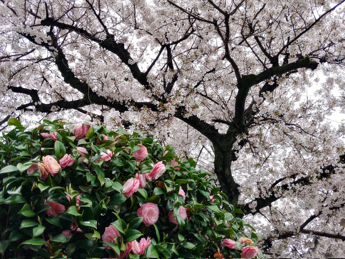 でぃすぷつー tweet media