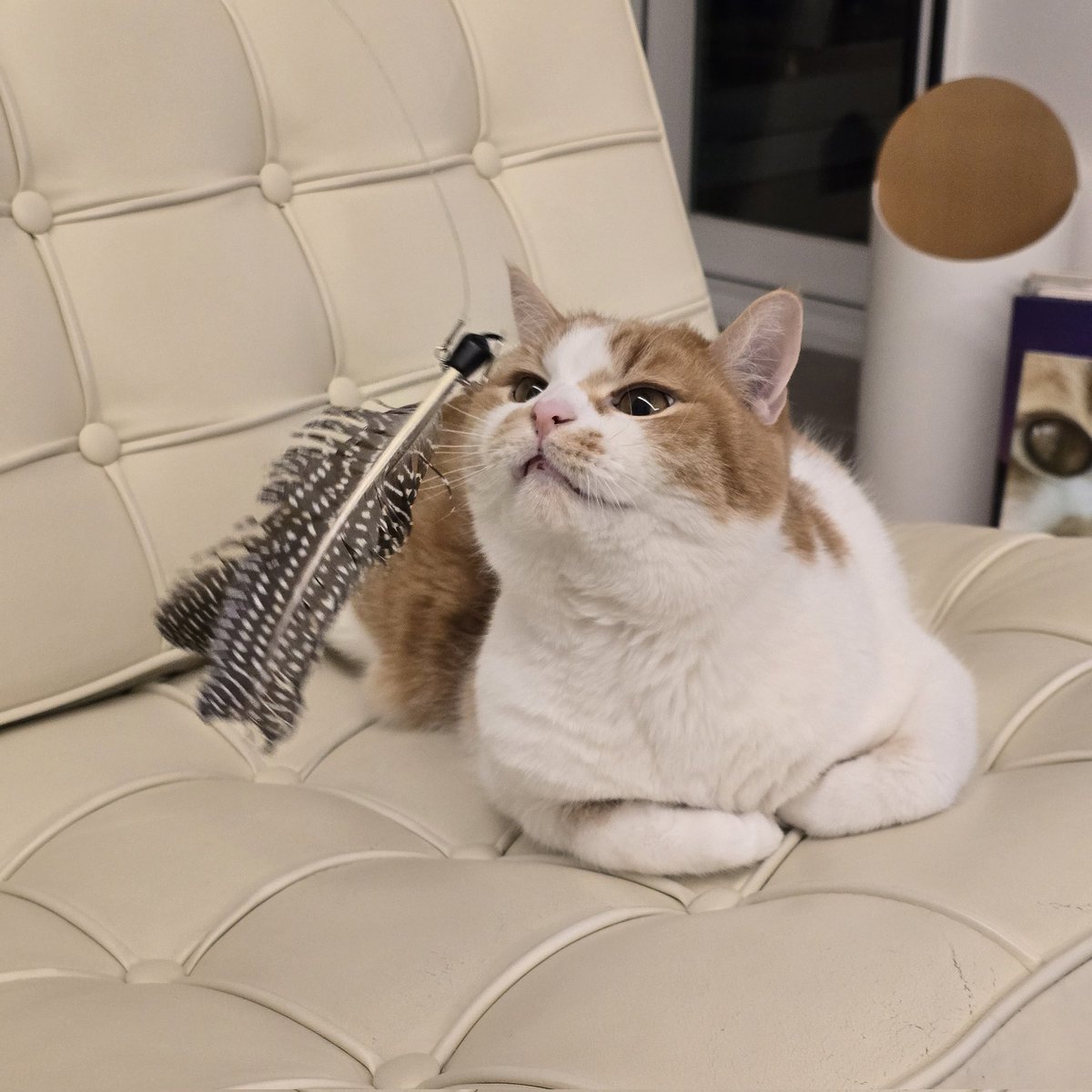 순대만 주세요 tweet media