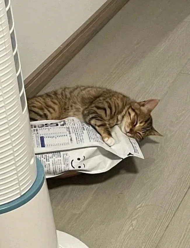 🐾🐱アニマルプラネットランド🐱🐾 tweet media