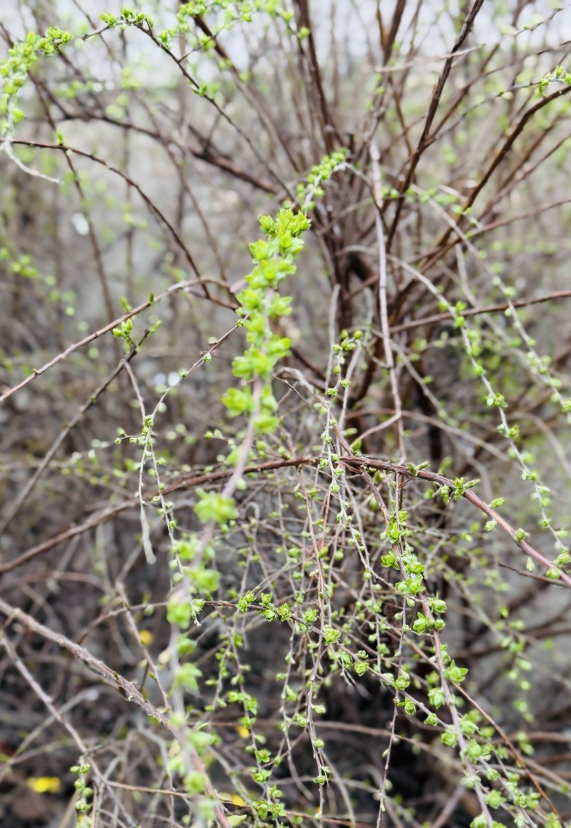 свадьба в мескалиновке tweet media