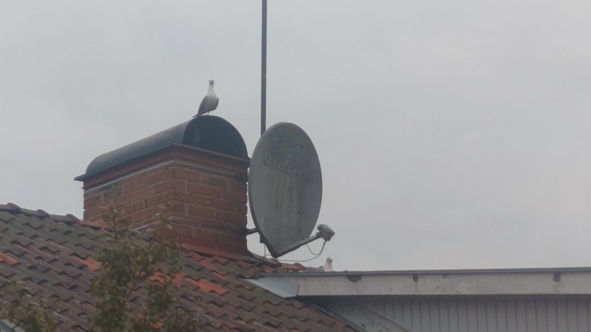 Patrik Lindskog tweet media