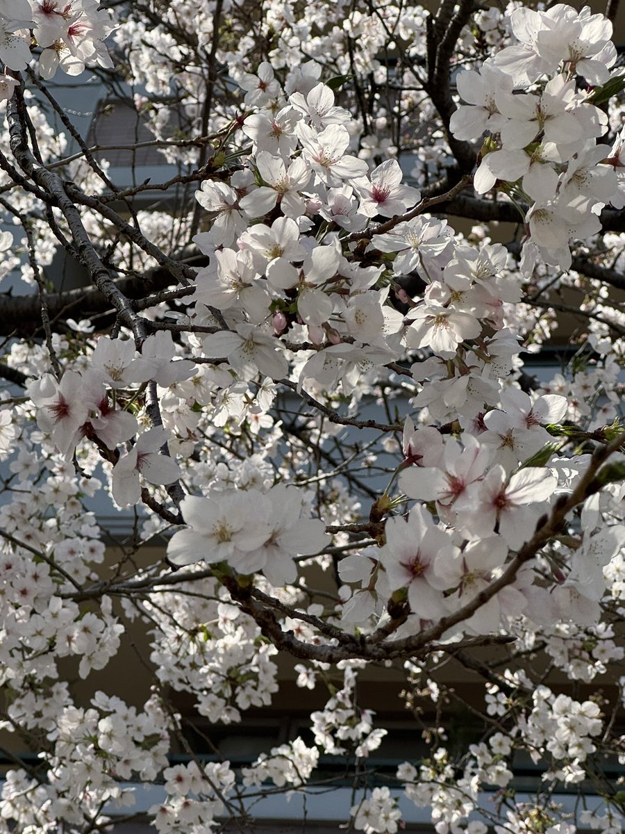 きゃのん tweet media