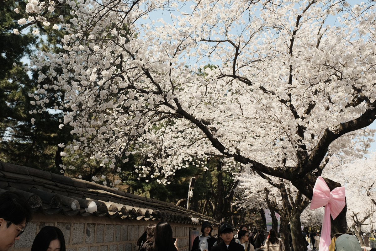 백🎗 tweet media