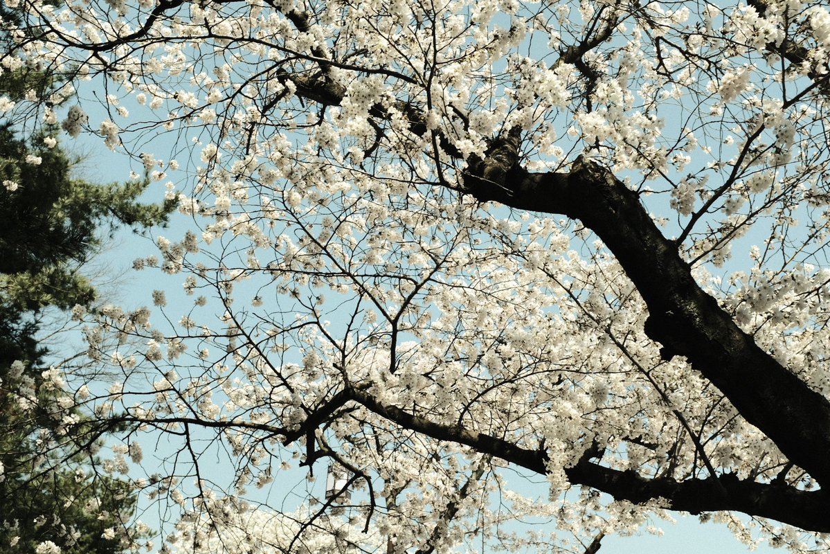 백🎗 tweet media