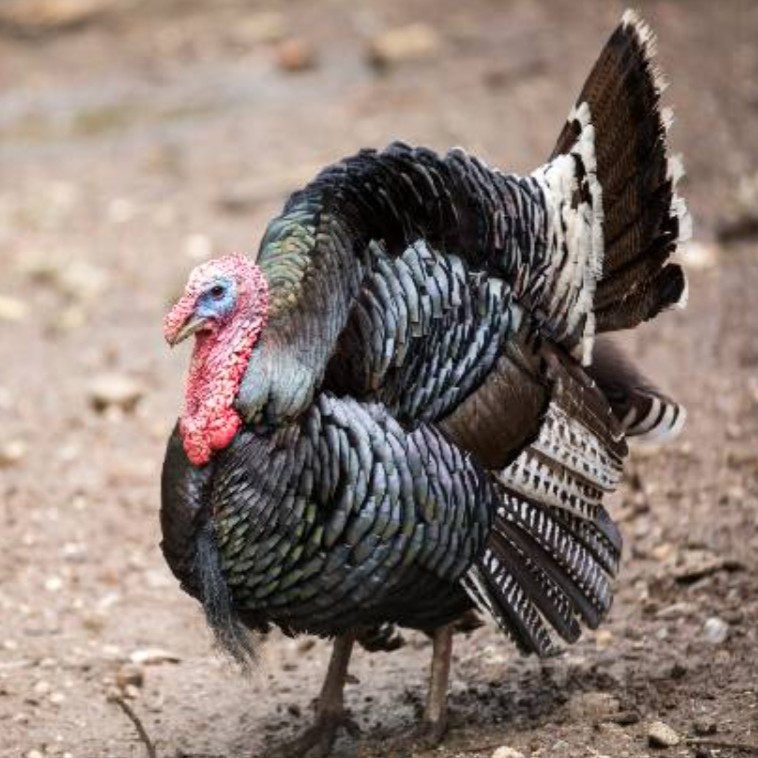 gauchecaca tweet media