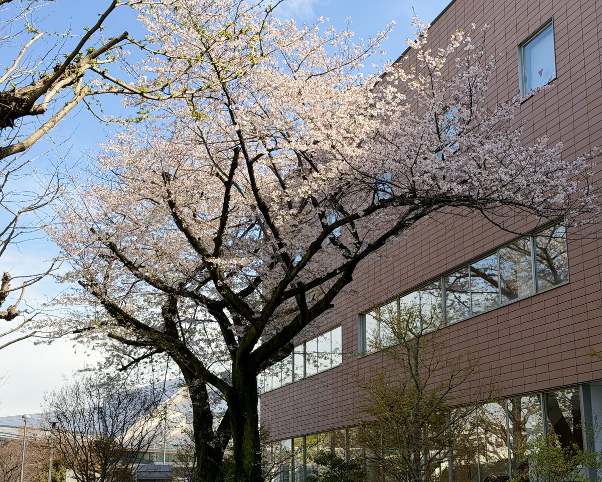 tsudacps's tweet photo. 本日、 #津田塾大学 の #入学式 が #小平キャンパス で行われました！
新入生の皆さん、ご入学おめでとうございます🌸

明日からは新入生オリエンテーションが始まります。
#千駄ヶ谷キャンパス で #桜 と共に皆さんをお待ちしております！

 #春から津田塾  #総合政策学部 #���合政策学科 https://t.co/mgG2exOUQP