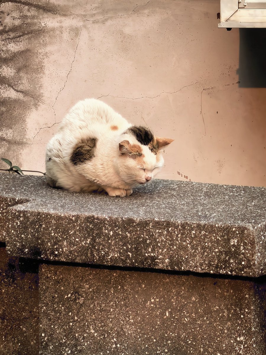 Sertraline tweet media